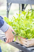 Woman picking salad leaves from wooden tray