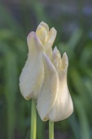 Tulipa 'Elegant Lady' flowering in Spring - May