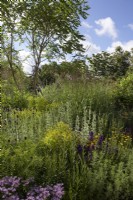 RHS Garden For A Green Future. Designer: Jamie Butterworth. Naturalistic planting including Euphorbia ceratocarpa, Artemisia absinthium and Symphyotrichum oblongifolium 'October Skies'. RHS Hampton Court Palace Festival 2021