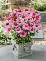 Echinacea Chariay in pot, summer August