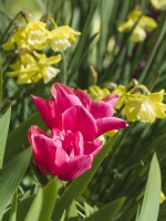 Tulipa 'Sunset Tropical' with Narcissus 'Pipit'