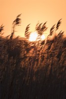 Phragmites australis - Sunset with Common Reeds