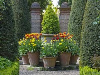 Spring container display with Tulip Mix  in large ornate pots and topiary. East Ruston Old Vicarage garden Norfolk
