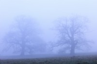 Quercus robur, silhouettes of two ancient oak trees,  sunrise,  misty morning in January, uk.