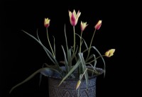 Tulipa clusiana 'chrysantha' also known as the golden lady tulip in an ornate vintage Indian pot, photographed against black.