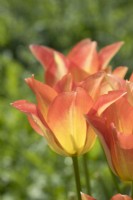 Tulipa - Moonblush