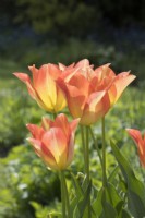 Tulipa - Moonblush
