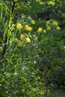 Oenothera biennis and chinese reed in the natural part of the garden