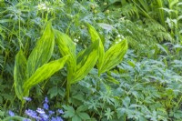Convallaria majalis 'Green Tapestry' - lily of the valley, growing in a shady border with Geranium  sanguineum 'Album'. June