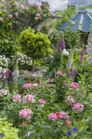 View of town garden. Standard bay tree in container underplanted with calibrachoas. Climbing roses, Rosa 'Boscobel', geraniums and foxgloves. June