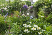 View of part of secluded town garden in summer with roses and herbaceous perennials including peonies, campanulas and foxgloves. June