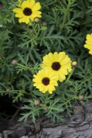 Argyranthemum frutescens 'Bright Yellow' - Grandaisy