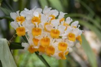 Dendrobium thyrsiflorum - Orchid