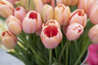 Tulipa 'Menton' - Tulips in vase
