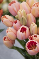 Tulipa 'Menton' - Tulips in vase
