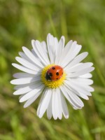 Ladybird on bellis perennis - daisy flower