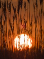 Phragmites australis - Sunset with Common Reeds