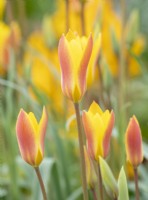 Tulipa clusiana 'Tubergens Gem'
