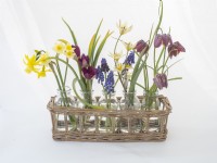 Basket of specimen bottles containing spring flowers - Narcissus, Minnow,Tulipa humilis 'Persian Pearl', Muscari,Tulipa turkestanica,Fritillaria.