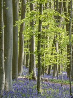 Bluebell woods with emerging beech leaves