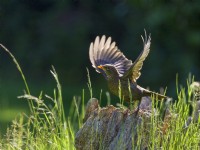 Turdus merula - Blackbird taking flight from tree stump with food