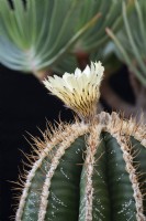 Astrophytum Ornatum - Monk's hood cactus
