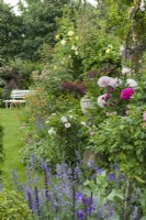 View along mixed border with peonies, roses, geums, Japanese maple, salvia and nepeta. White garden seat. June