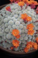 Rebutia 'Hoffmannii' - Cactus