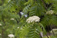 Sorbus ulleungensis 'Olympic Flame' - Ulleung Island Rowan tree flowering in spring