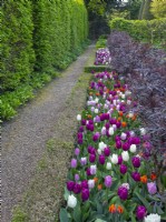 Box edged border of tulips and topiary - East Ruston Old Vicarage