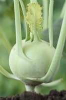 Brassica oleracea  Gongylodes Group  'Olivia'  Kohlrabi  Kohl rabi  F1 Hybrid  August
