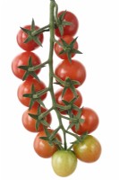 Solanum lycopersicum  'Strillo'  Cherry tomato  Syn. Lycopersicon esculentum  August
