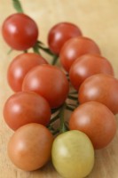 Solanum lycopersicum  'Strillo'  Cherry tomato  Picked truss of fruit  Syn. Lycopersicon esculentum  August