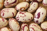 Phaseolus vulgaris  'Borlotto di Vigevano nano'  Dried dwarf French beans  December