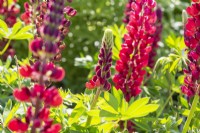 Lupinus 'The Page' flowering in May. Lupins.