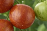 Solanum lycopersicum  'Tigerella'  Tomato  Syn. Lycopersicon esculentum  August
