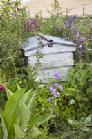 Beehive surrounded by wildflowers and herbal plants including: Phlox, Leucanthemum vulgare ox-eye daisy, Silene dioica red campion, Pulmonaria lungwort, Verbascum mullein.