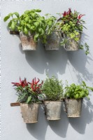 Rusted metal plant containers on wall with herbs and edible plants including basil, coriander, mixed chillis and thyme.

The Green Sky Pocket Garden 

Designer: James Smith

Category: Balcony Garden

RHS Chelsea Flower Show 2021