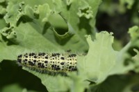 Pieris brassicae  Large cabbage white butterfly caterpillar on kale  August
