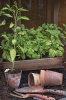 Wooden tray planted with Ocimum basilicum basil plants. Old tools and terracotta pots with a chilli plant