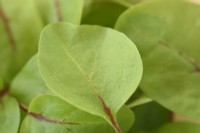 Rumex sanguineus  Sorrel  Cut leaves of seedlings grown indoors for young salad leaves  December