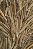 Tragopogon porrifolius  'Sandwich Island'  Salsify Oyster root  Seeds  October
