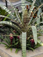Bromeliad display at Floriade Expo 2022 International Horticultural Exhibition Almere Netherlands