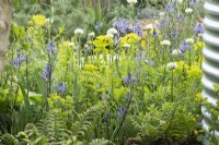Blue and white themed borders in 'The Vitamin G'  Feature Garden at RHS Malvern Spring Festival 2022 - Designer Alan Williams