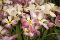 Tulipa 'Heart's Delight'  in the Floral Marquee at the RHS Malvern Spring Festival 2022 - Pheasant Acre Plants - Awarded RHS Master Grower
