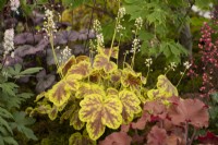 Heucherella 'Solar Eclipse' in a display in the Floral Marquee at the RHS Malvern Spring Festival 2022 - Plantagogo - Gold medal winner