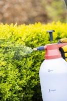 Woman spraying box hedge with bug killer