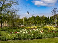 Mixed planting of Daffodils and Tulips with cable car in the distance at Floriade Expo 2022 International Horticultural Exhibition Almere Netherlands