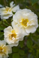 Rosa 'Goldfinch', Polyantha Rambler Rose. Small yellow/gold flower in early summer.
