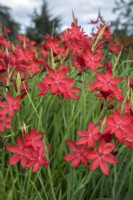 Hesperantha coccinea 'Major' crimson flag lily 'Major'